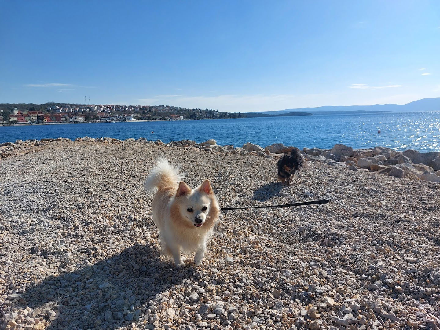 Dog beach Atea Camping