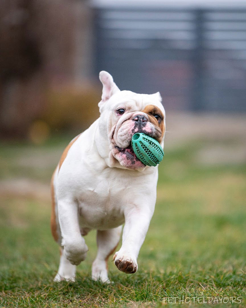 Pet Hotel DaYo Gold - Smeštaj za pse