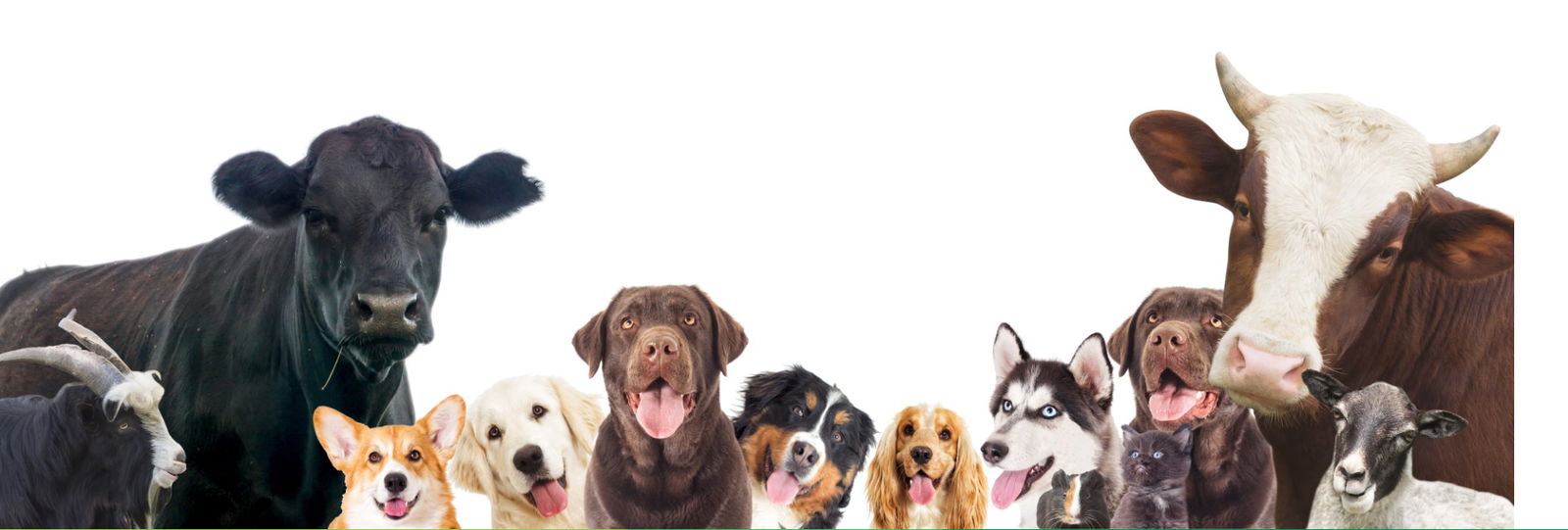 VETERINARSKA STANICA ZABOK d.o.o.