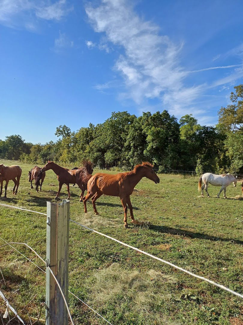 Braniteljska zadruga Patriot Dabar