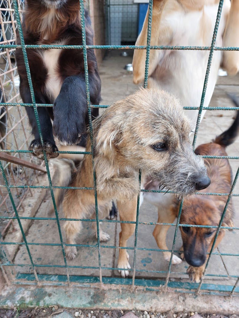 An animal shelter Friends