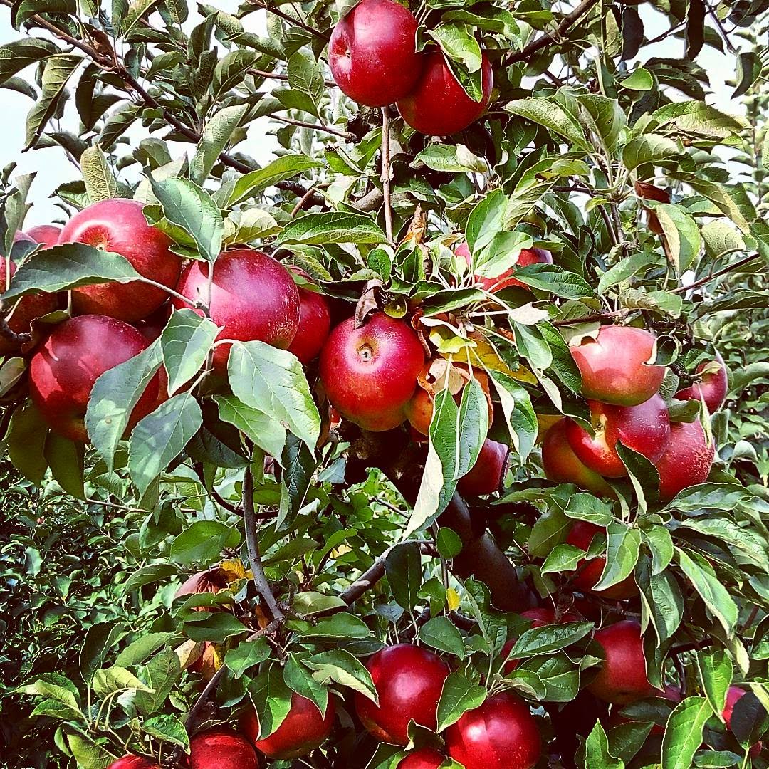 Poljoprivredno Gazdinstvo Pavić