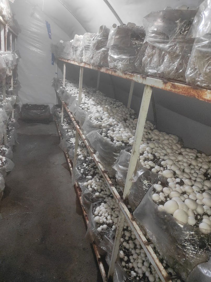 Šampinjoni PG Trajković