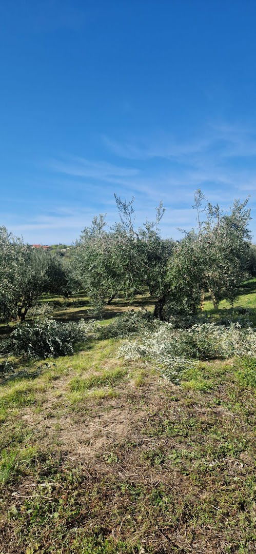 Hrastov list, vl.Matej Čirjak