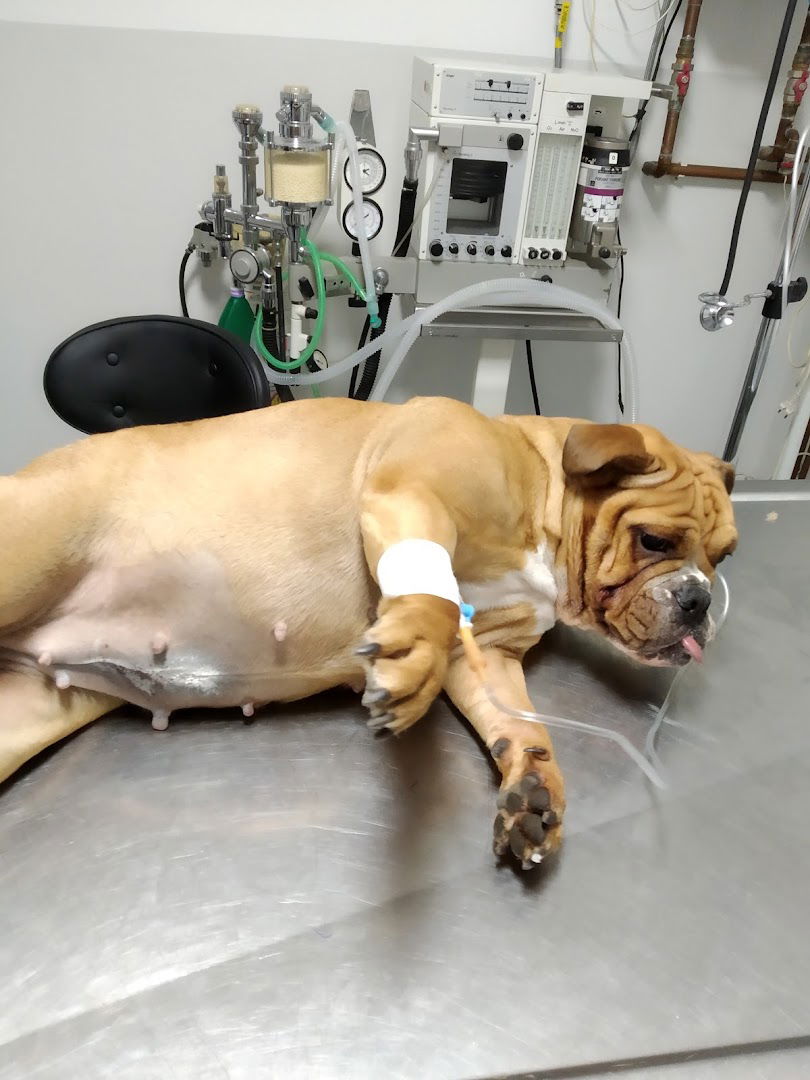 ЉУТА ЖИРАФА- Ljuta Žirafa, DEŽURNI VETERINAR