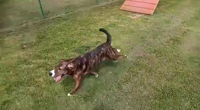 My Fido di Jlenia Pacor