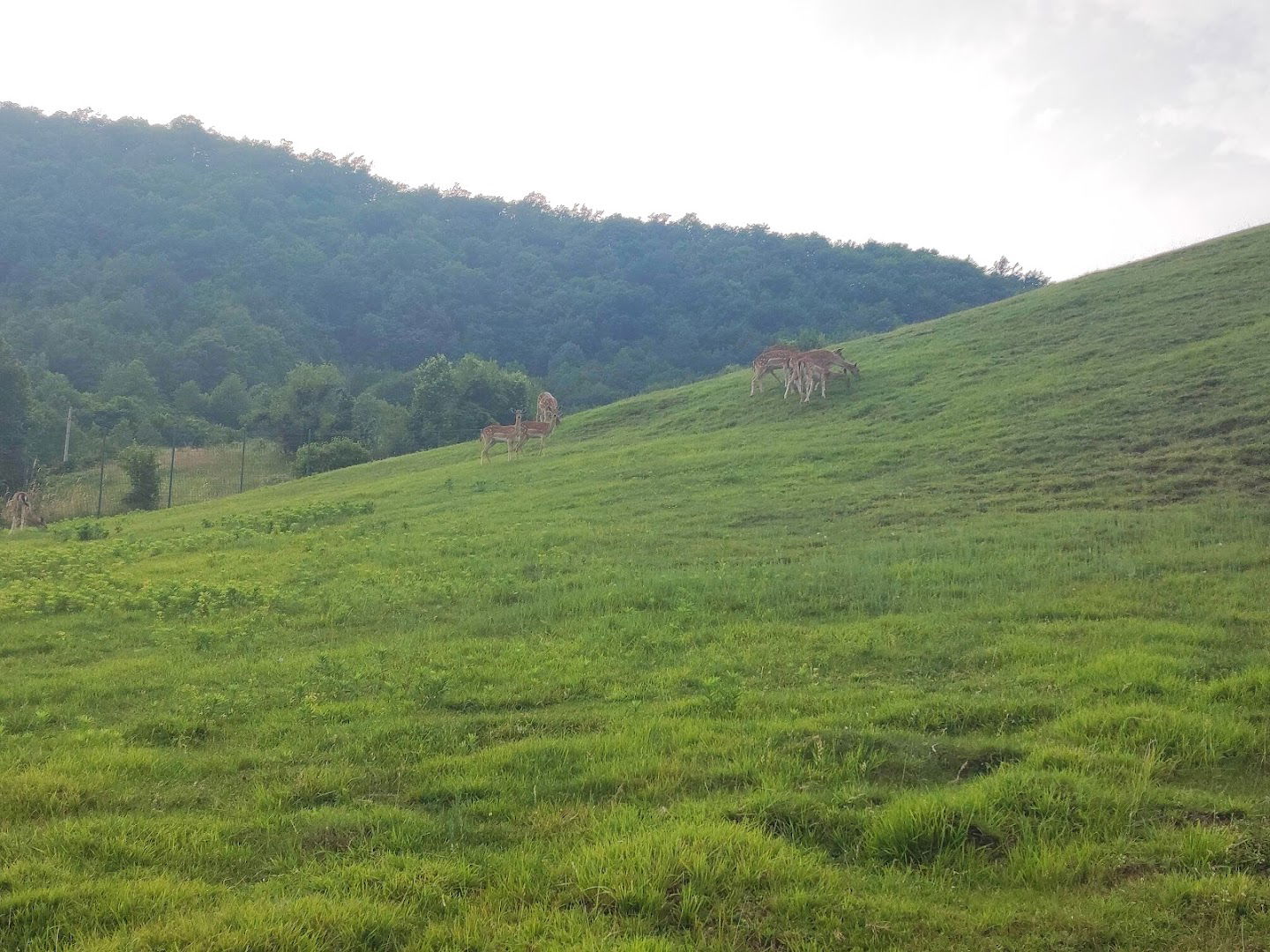 Veliki Lipovec cemetery