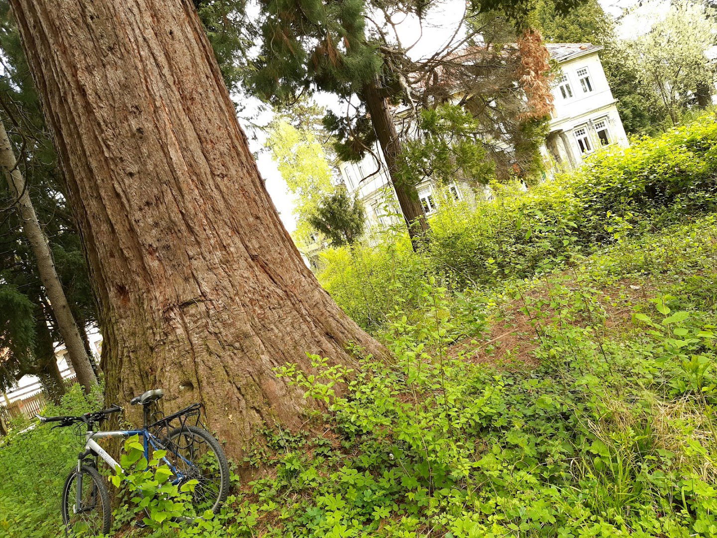 Arboretum dvorca Wagner