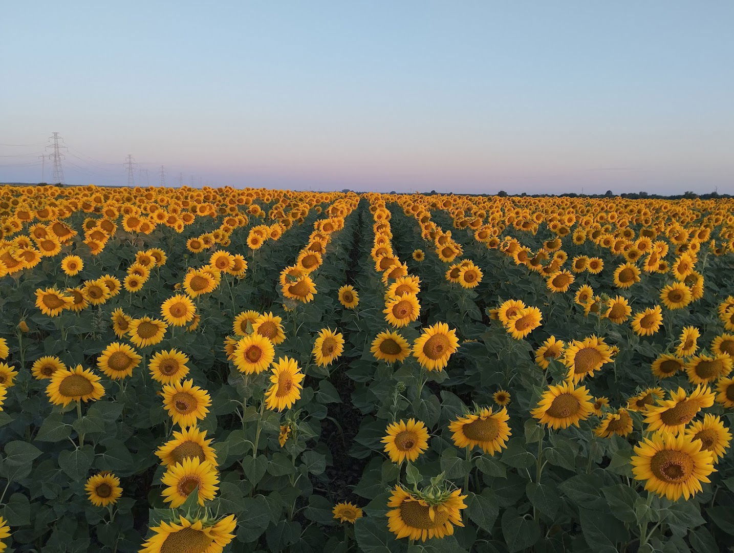 Pcelarstvo Milosevic