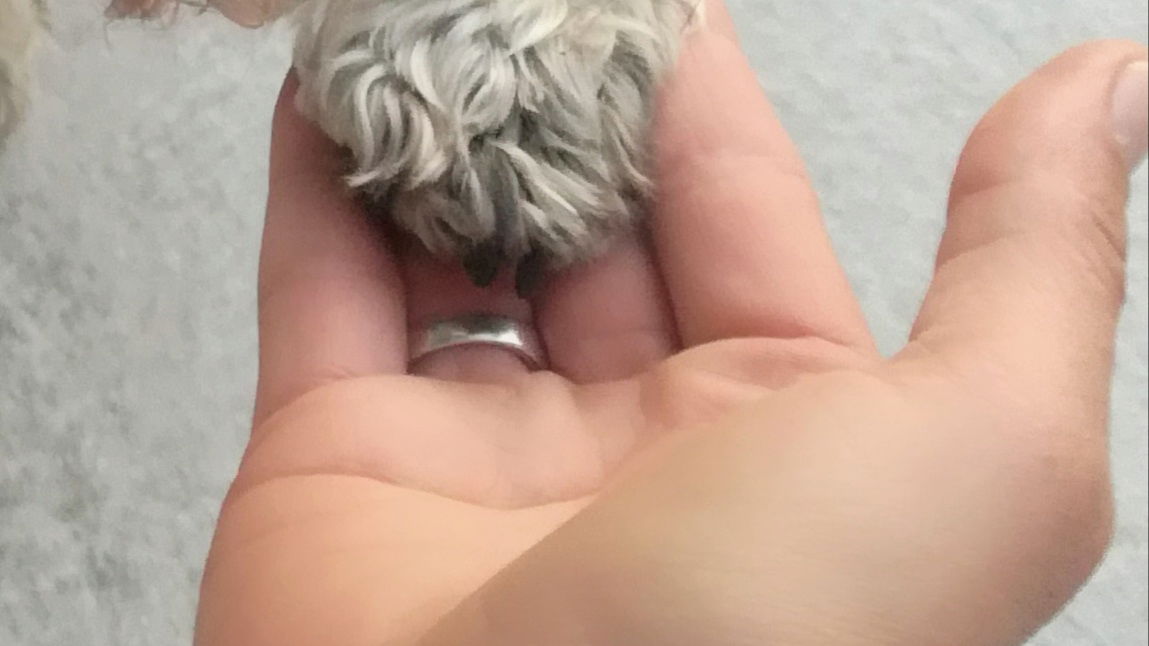 Salon za pse Daj šapu