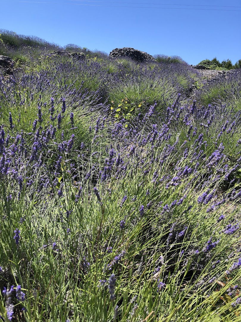 Hvar Lavender Fields