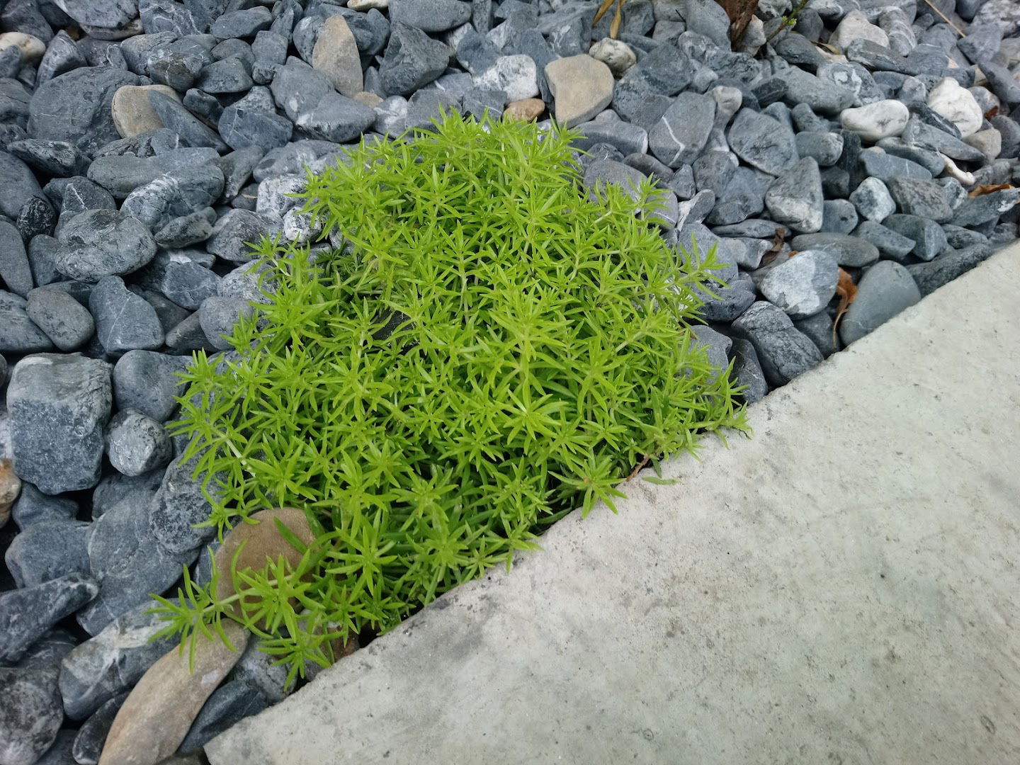 Rasadnik Zlatna Bašta Nova Pazova