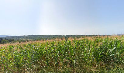 Marija Magdalena cemetery