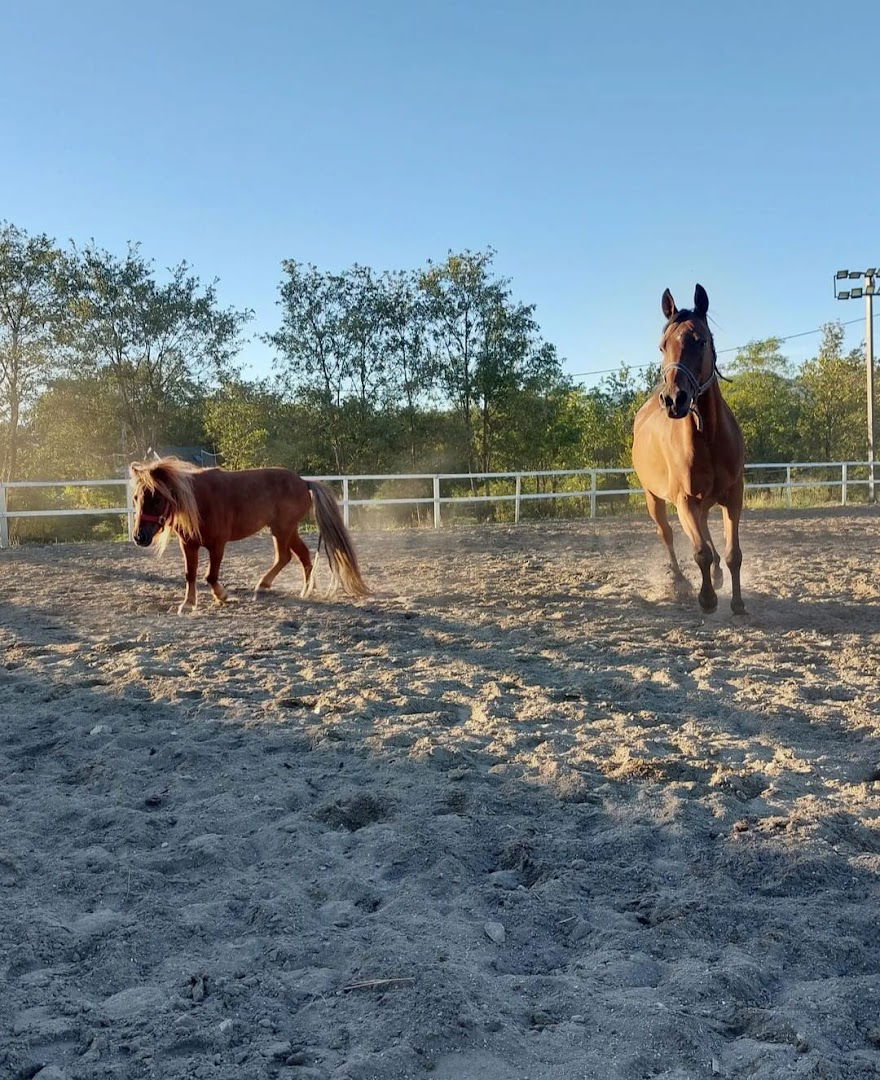 Konjički klub ZAVOZNIK