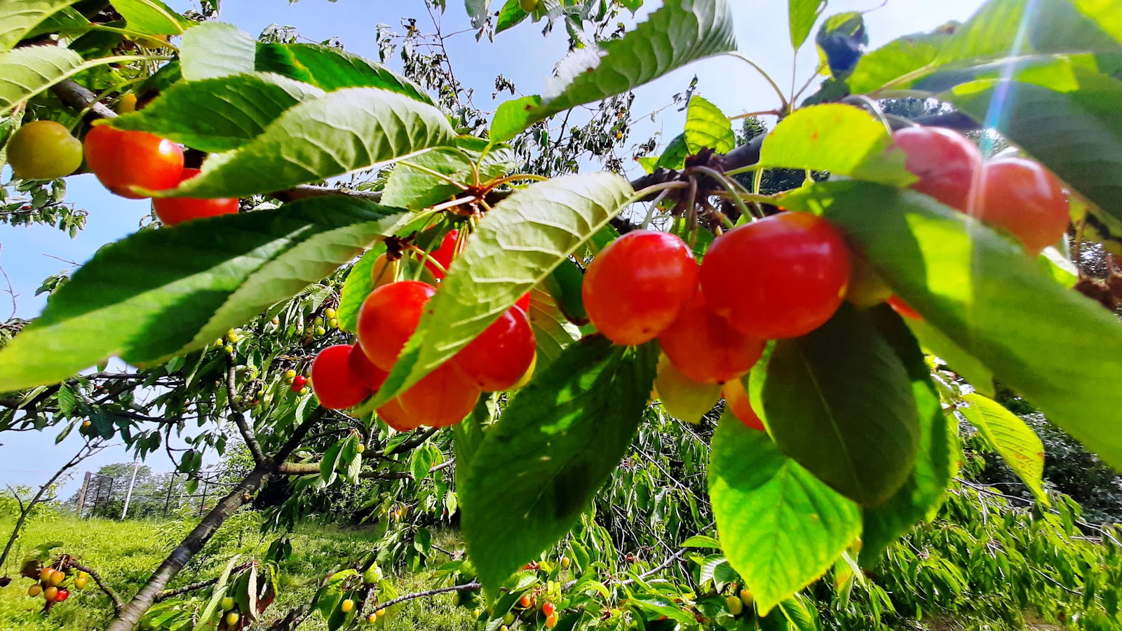 Викендица - Крецуљ