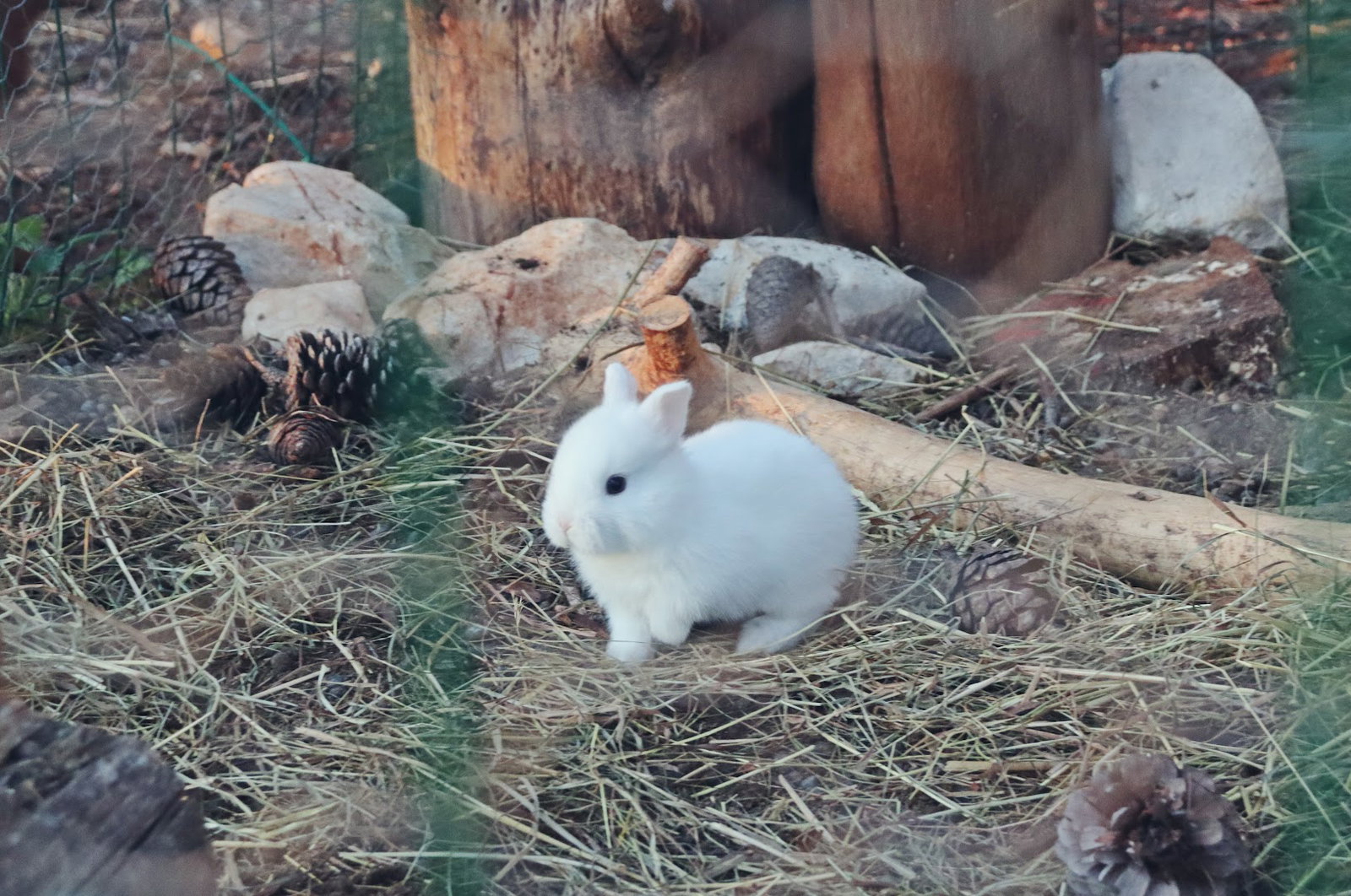 Konjički klub Wild Spirit