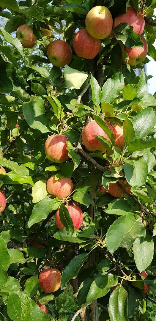 Moslavina voće - Voćnjak Obreška