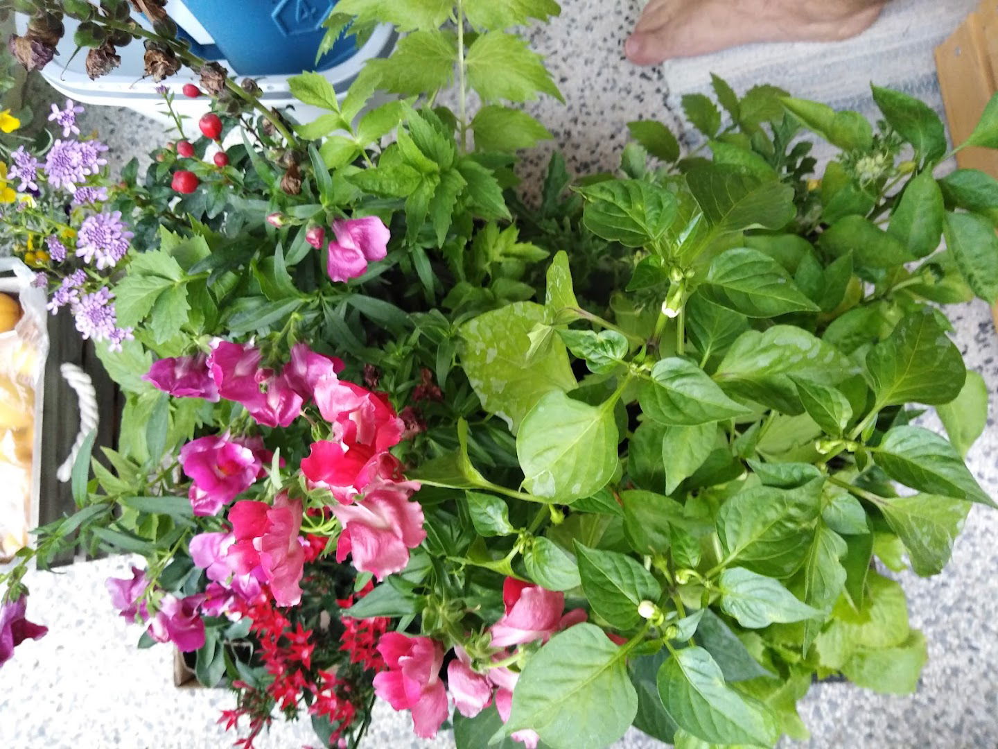 Vrtnarija Majdin Gaj