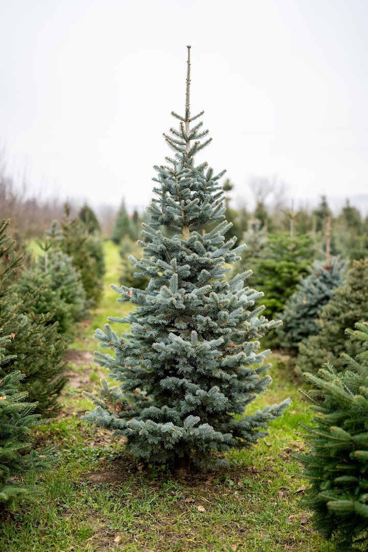 Božićna drvca (borovi) Babić
