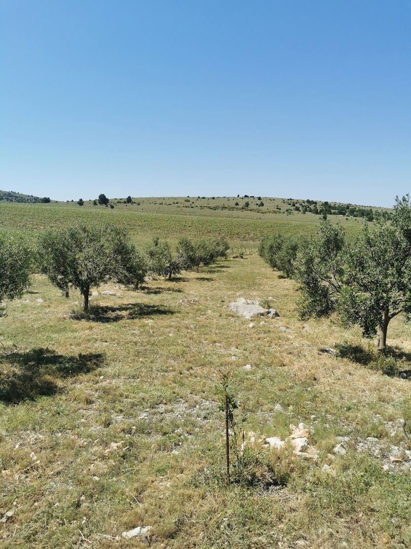 Eko maslinik Plavac Žiga