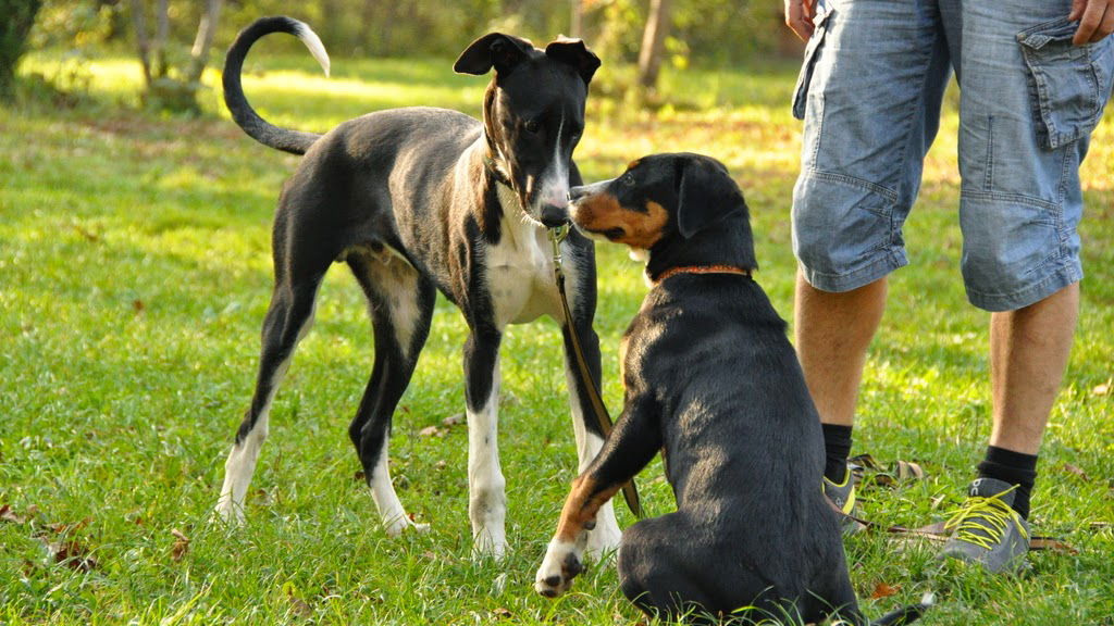 Education and training of dogs, Alenka Klemenčič SpA