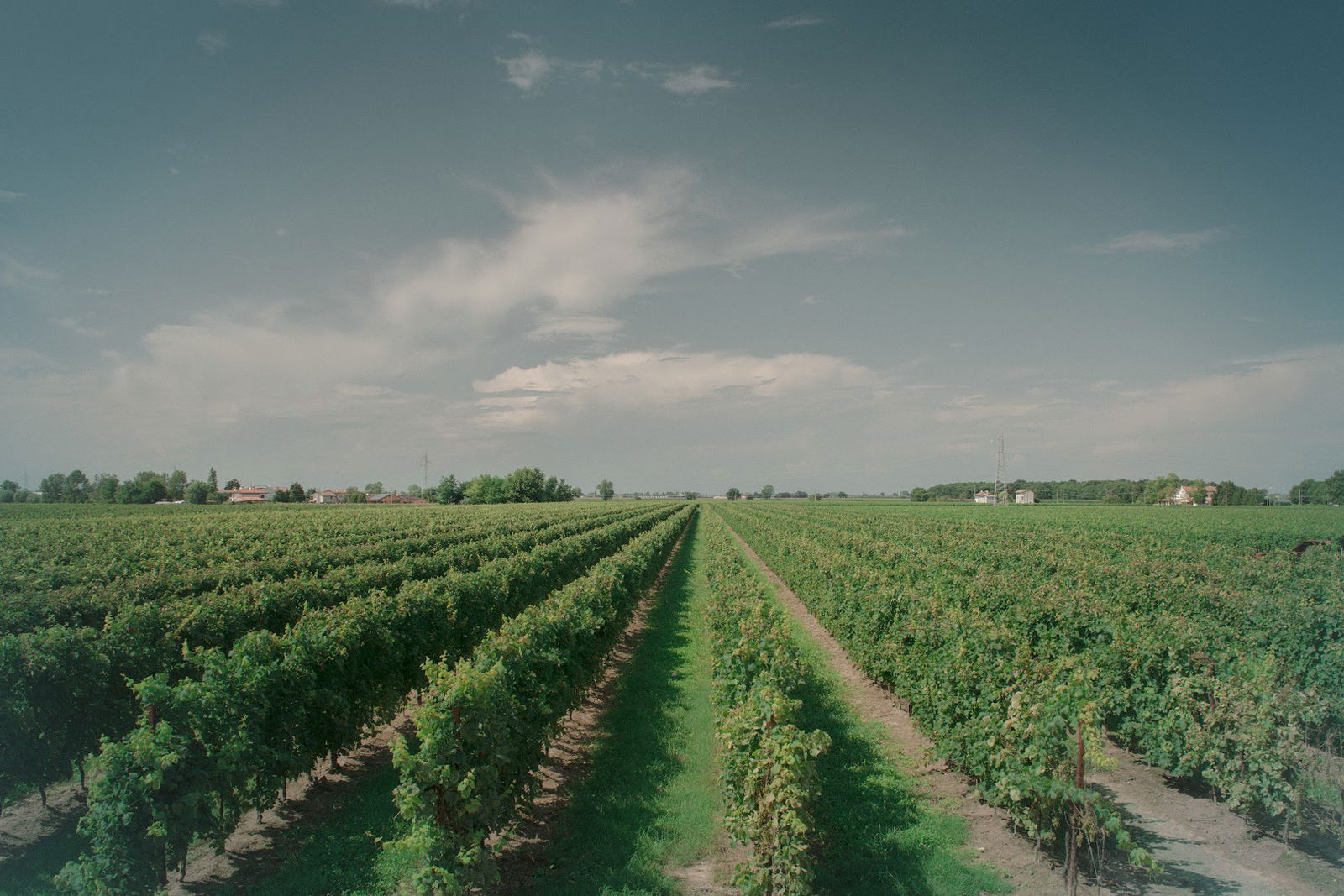 Società Agricola Baccichetto Vittorino