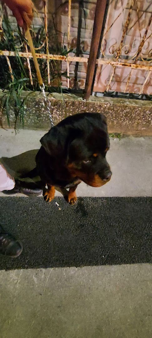 Rottweiler Uzgaivacnica "Ivi"