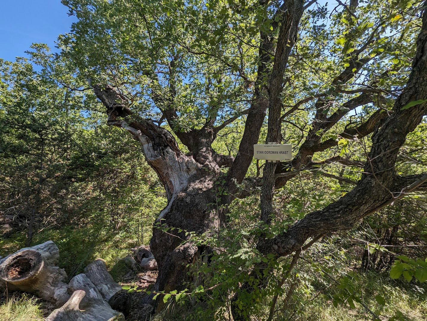 Stari Ogroman Hrast