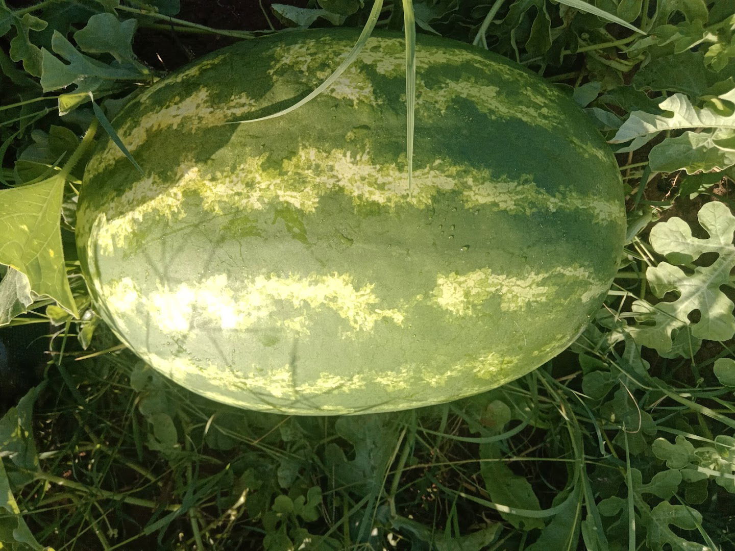 Opg Goran Stojanović