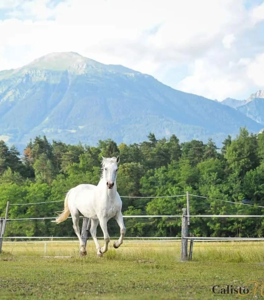 Palomino, storitve, posredništvo in trgovina, d.o.o.