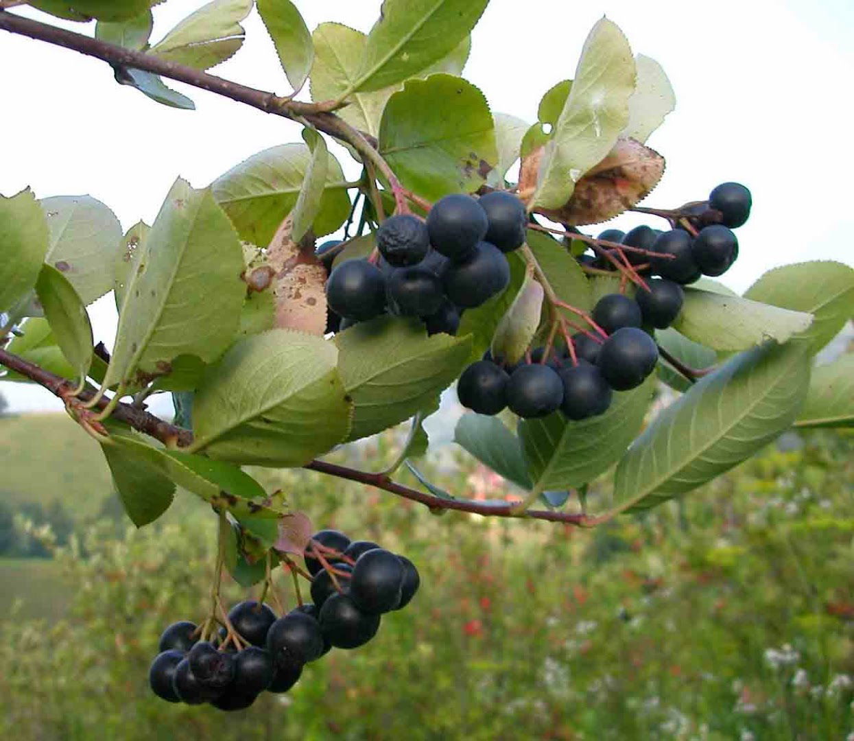 Ekološka kmetija Šmalčič