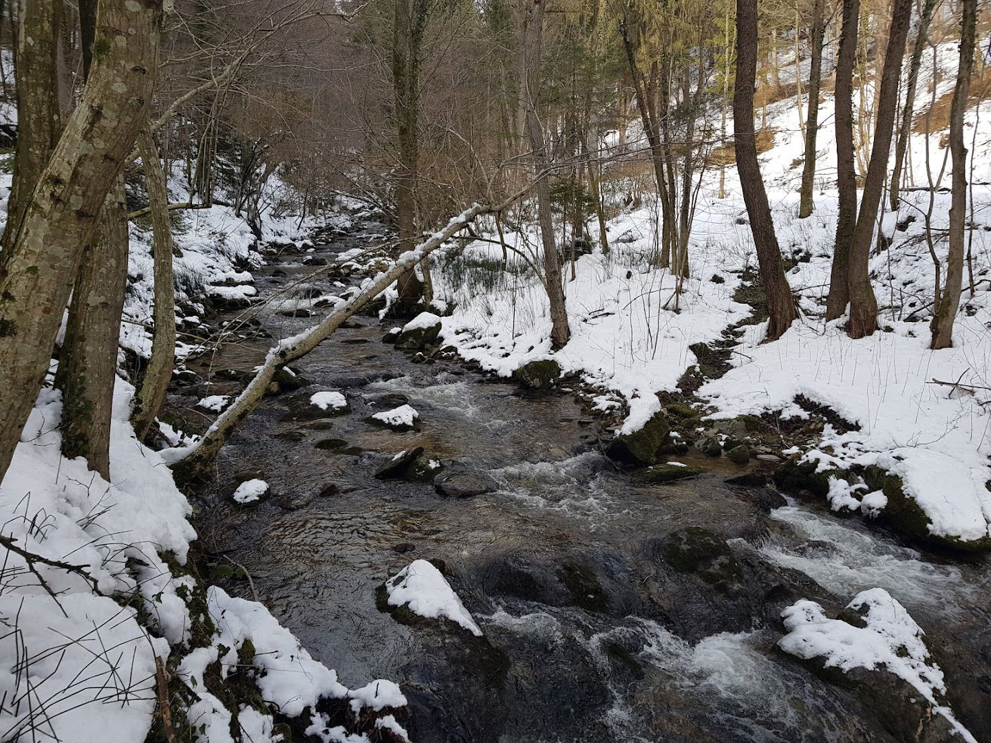 Fidlerjev travnik