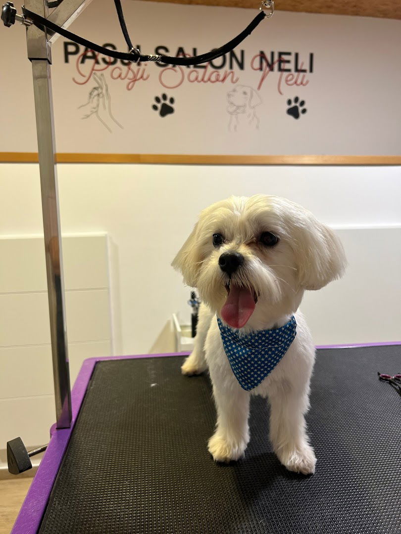 PASJI SALON NELI, Neli Klemenčič s.p.