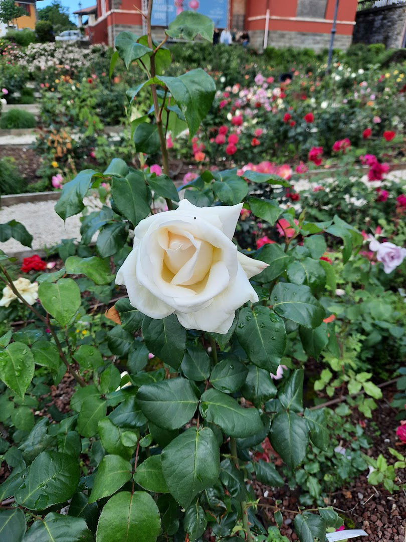Rose Garden in San Giovanni Park