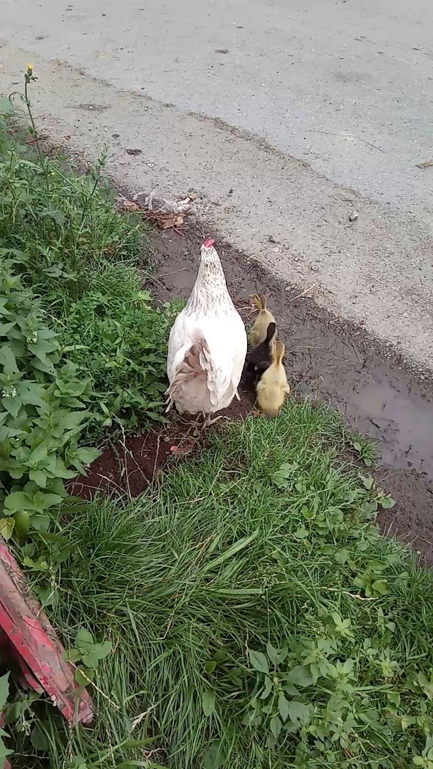 Okrepčevalnica Zagorka, Rakovnik Nada s.p.