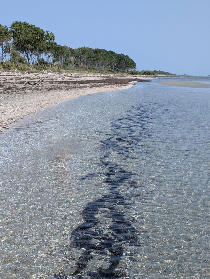 Spiaggia - Muschelinsel