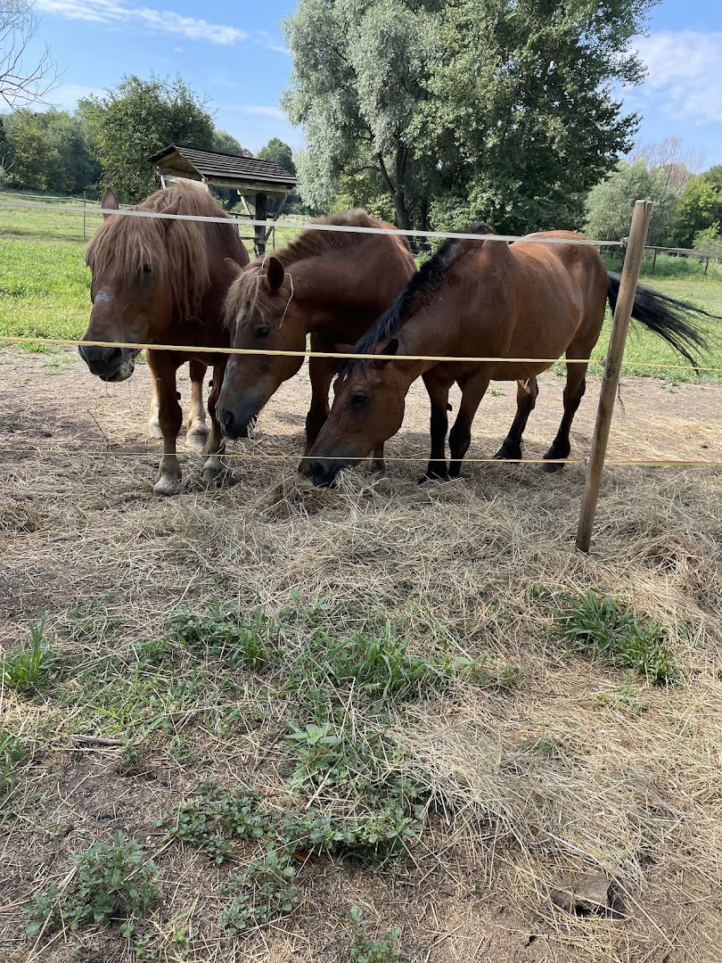 Ergela Međimurski konji