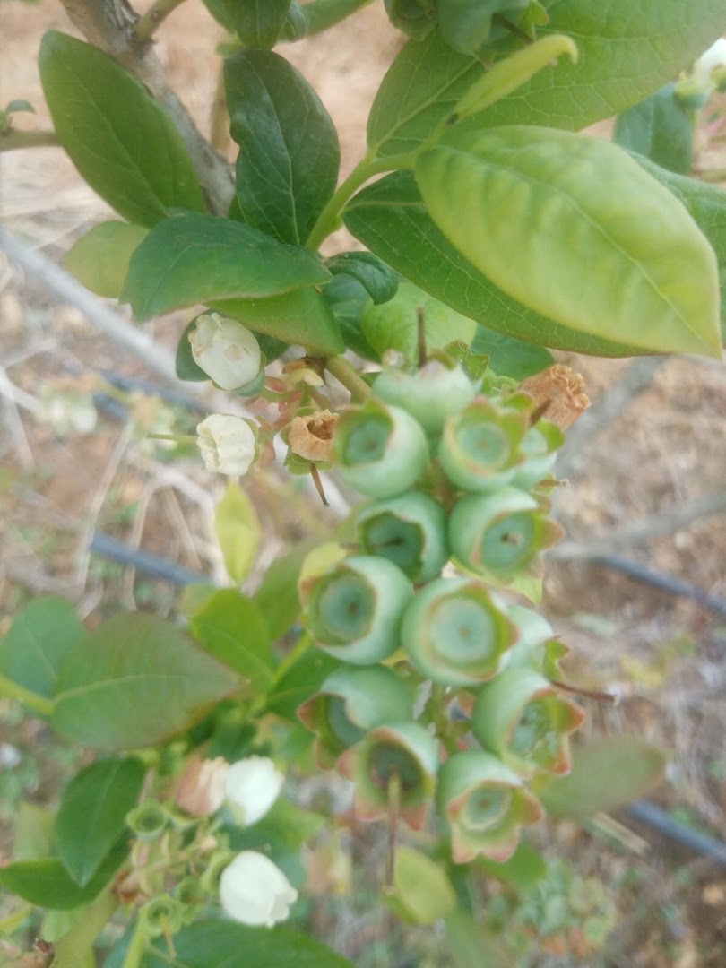 Plantaza Borovnice Mitrovic