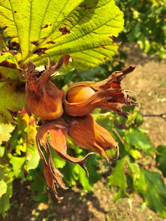 Lješnjaci Bistrović