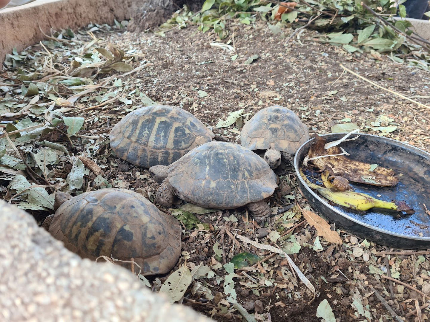 Apartmani BABIC Silba