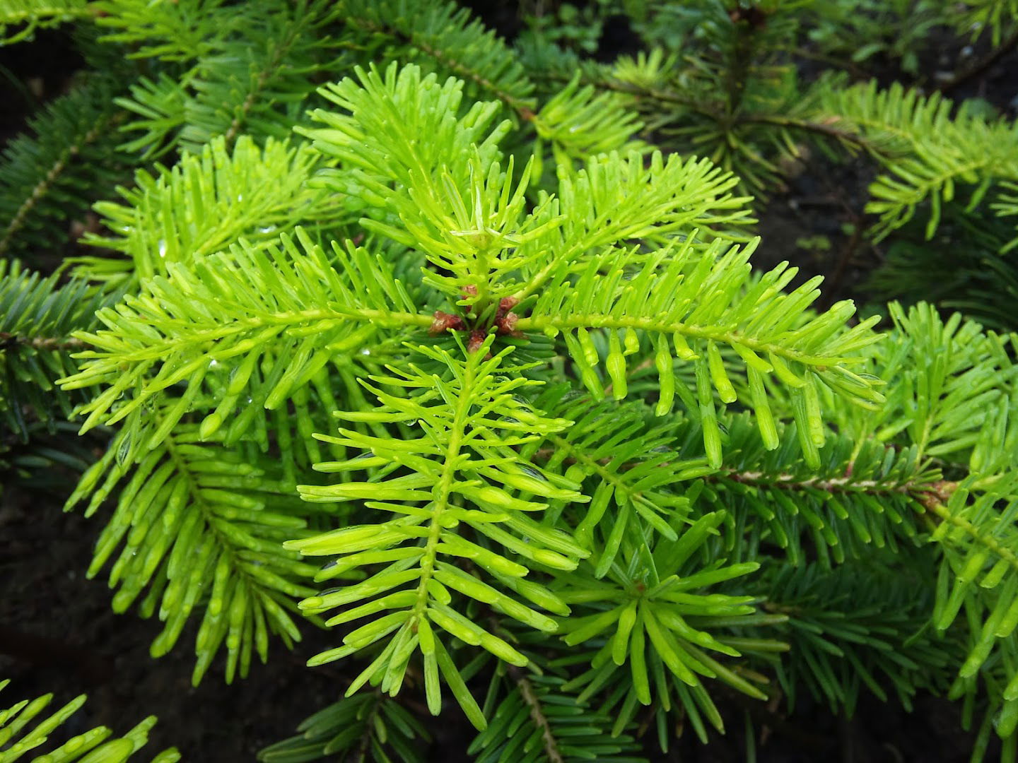 Rasadnik Tomljanović