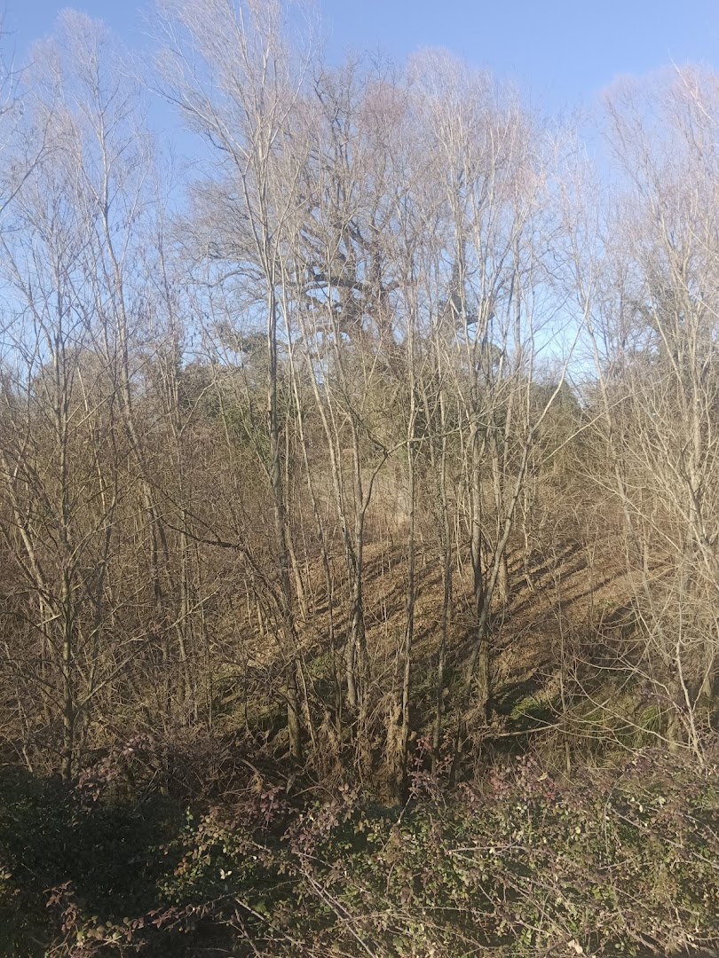 Farnia Albero Monumentale d'Italia