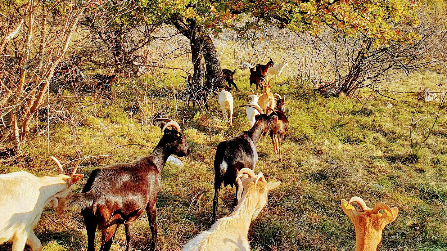 Domačija Čilčevi, ekološka kmetija in sirarna - organic cheese farm