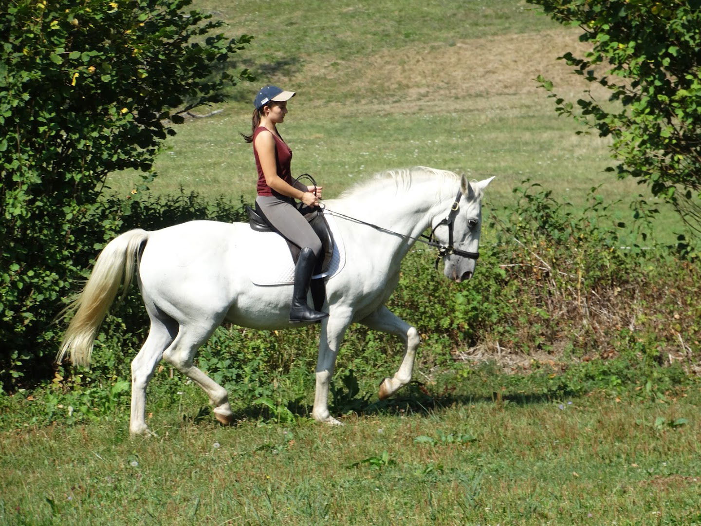 Neapolitano, rehabilitacija in trening konj d.o.o.