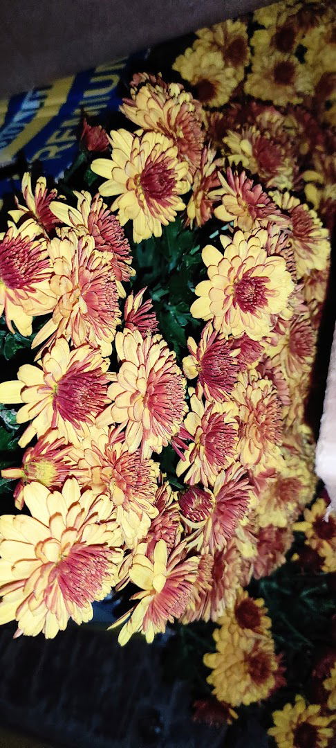 Rasadnik Cveća Perić, Orašac