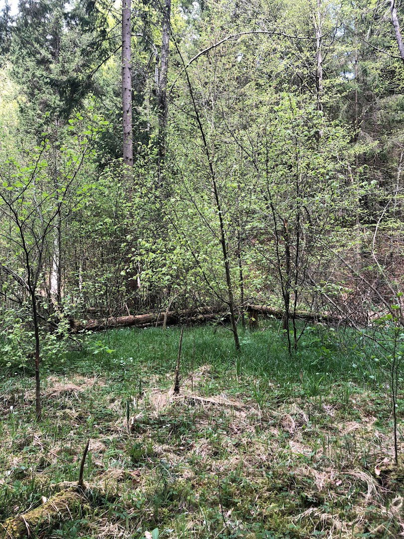 Stump in the forrest