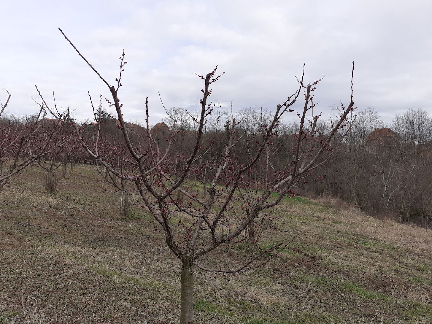 Zaklopača (Ćelije)