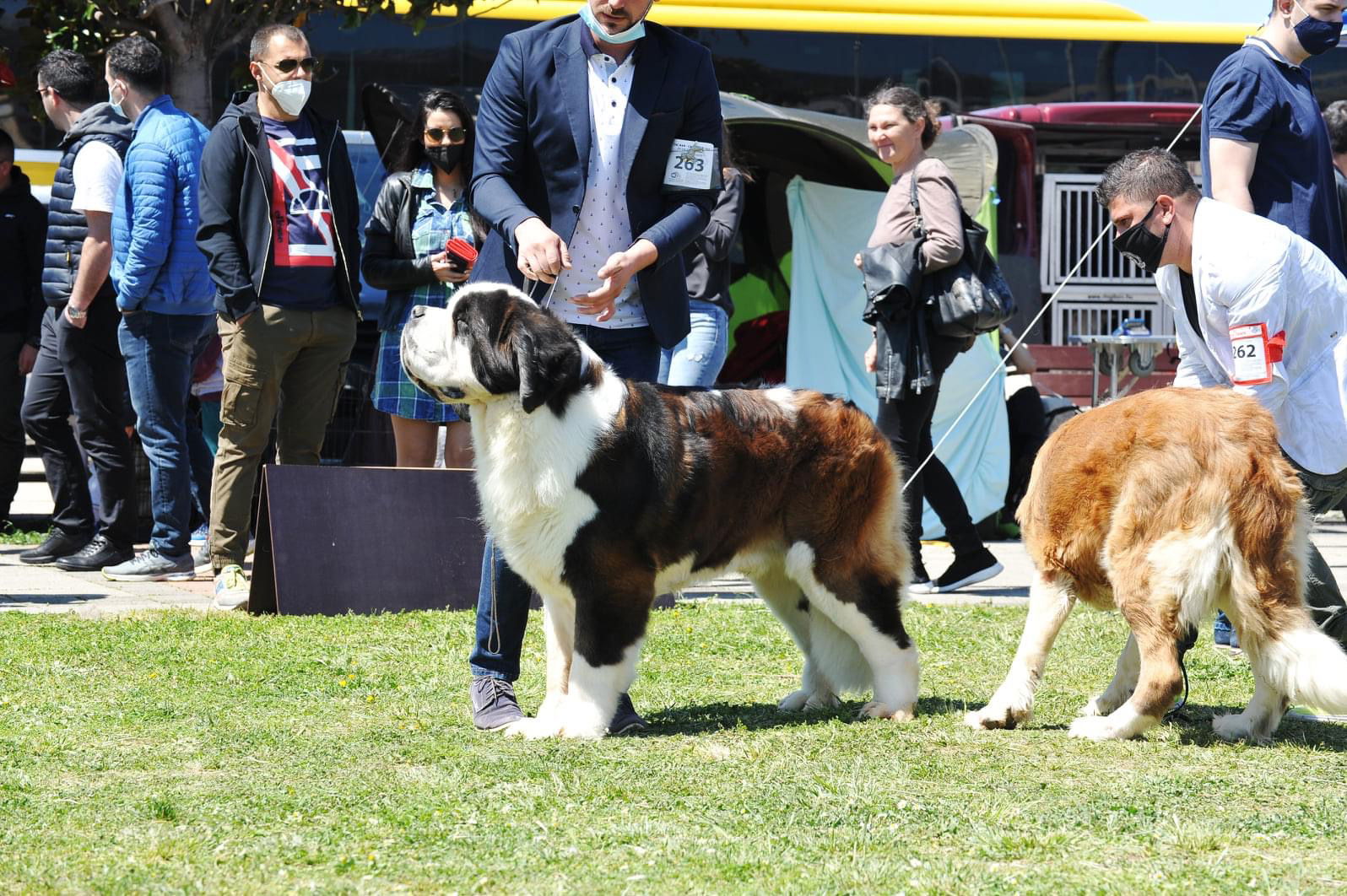 Odgajivačnica Pasa “Daniel’s Diamonds”