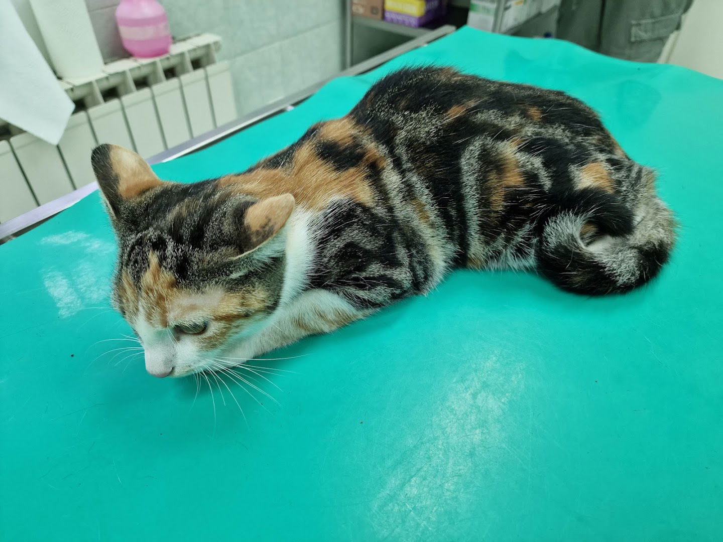 VETERINARY CLINIC PAW