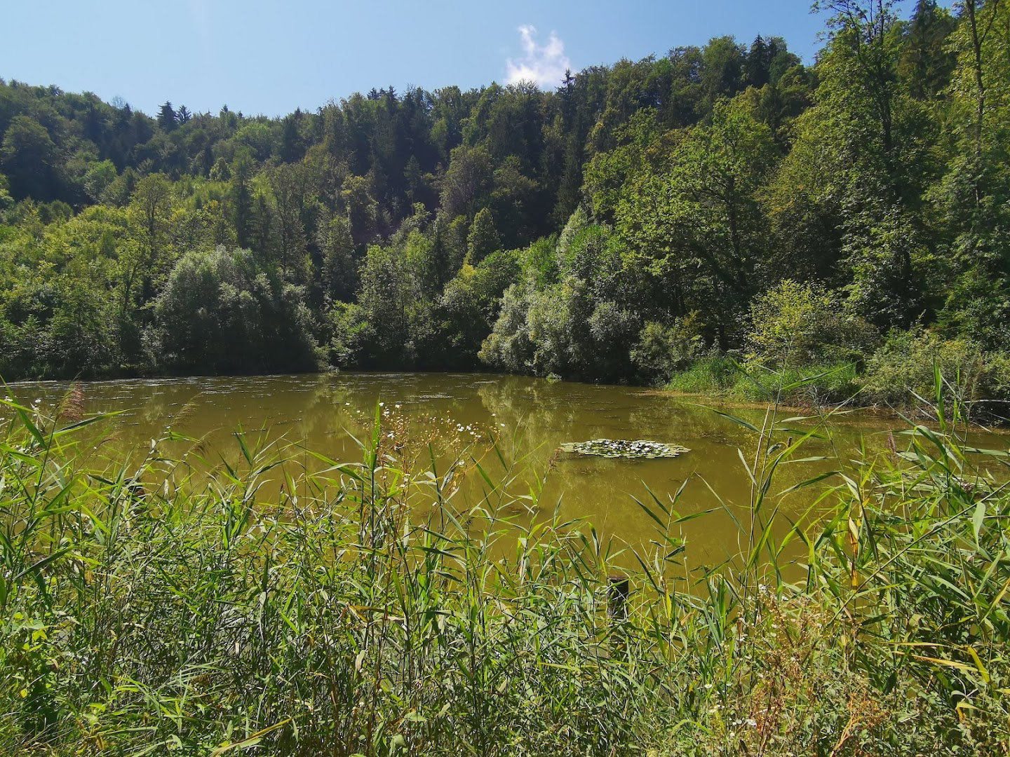 Ribniki v dolini Drage pri Igu